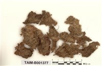 藏品(尖葉泥炭苔)的圖片